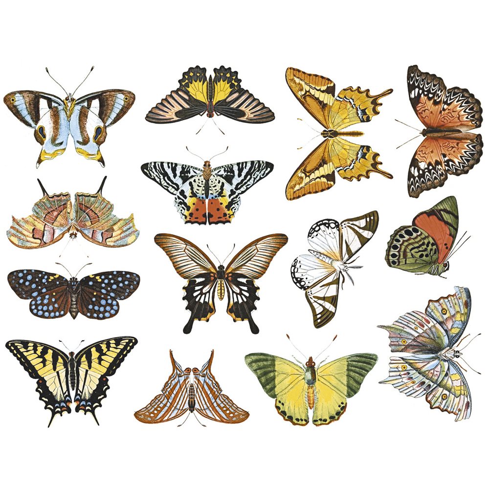 Decal - Butterflies - Colour - 14x10cm - Non-Food Safe