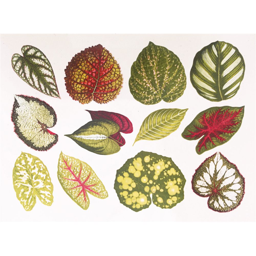 Decal - Small Leaves - Colour - 14x10 cm