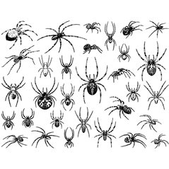 Decal - Spiders - Black - 14x10 cm