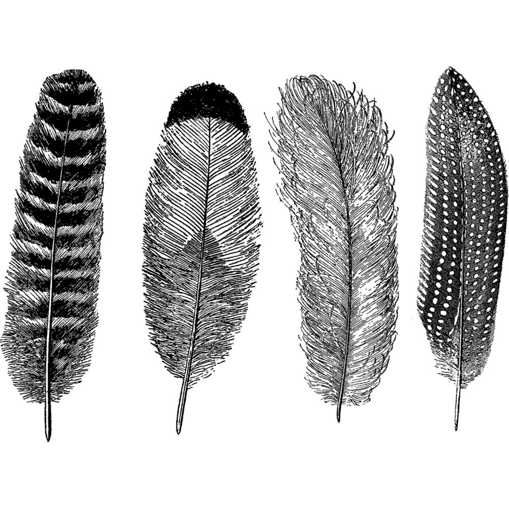 Decal - Feathers - Black - 14x10 cm