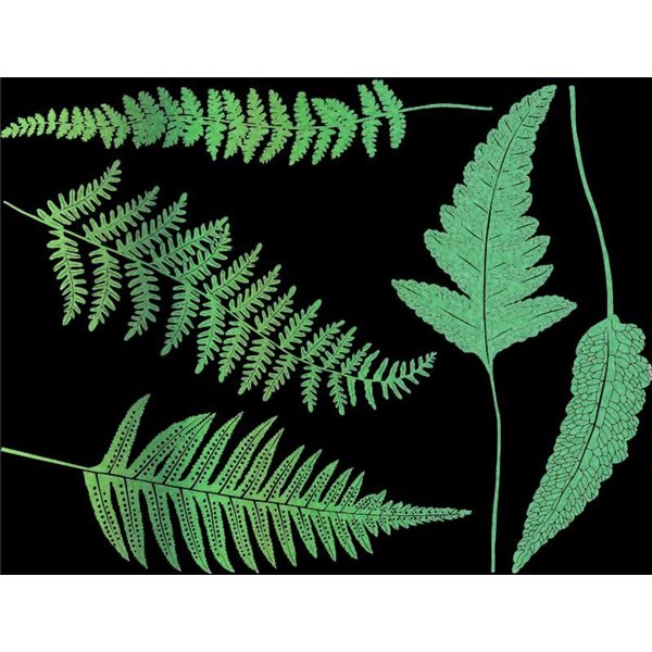 Decal - Glow in the Ferns - 14x10 cm