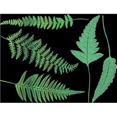 Decal - Glow in the Ferns - 14x10 cm