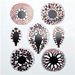 Decal - Sea Anemone - Copper/Black - 14x10 cm